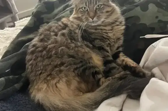 Lost pets Belmont, photo: Lost cat, Elizabeth Street, 14, Bayswater, Belmont — timid male with green eyes