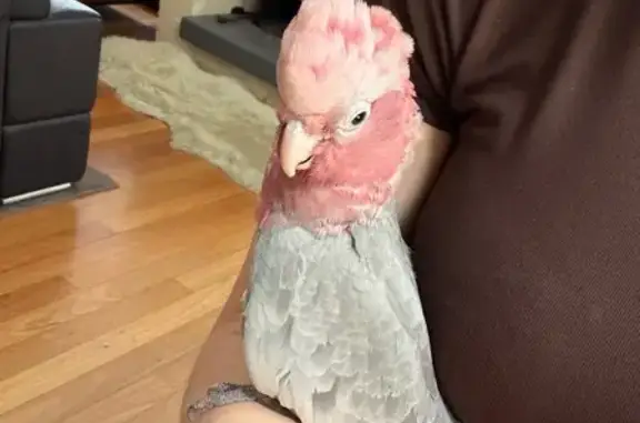 Dull pink and grey Gala. Very tame and happy to hang around perched on my shoulder. Found him in the middle of the road unable to fly