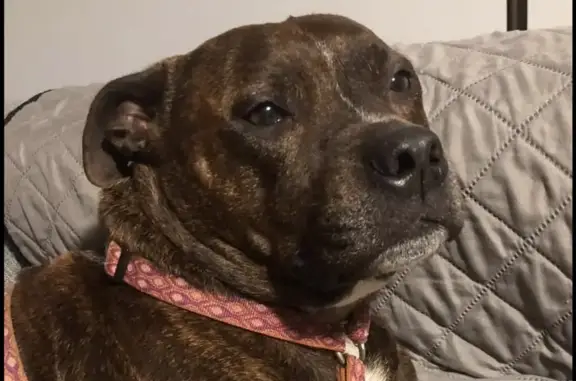 Lost female dog, Brisbane — brindle Staffy - photo