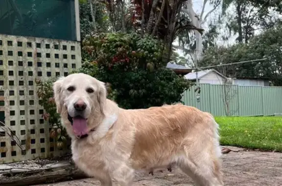 Lost dog, Hawkesbury Road, 360, Blue Mountains, Yellow Rock — frightened female Golden Retriever - photo