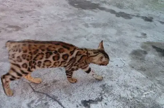 Gato encontrado, Calle Real, 7...