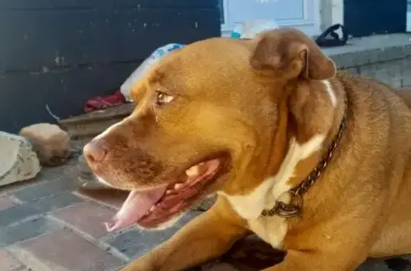Lost Dog, Tunnel Street, 12, Cape Town, Retreat — male with a chain collar - photo