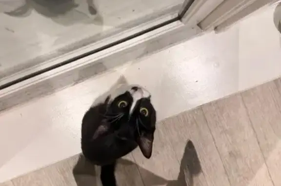 Lost cat, Romford Road, 350-360, Barking — female tuxedo cat - photo