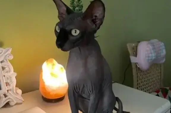 Gato perdido, hembra, Calle de Dinamarca, 31, Benidorm — muy cariñoso - photo