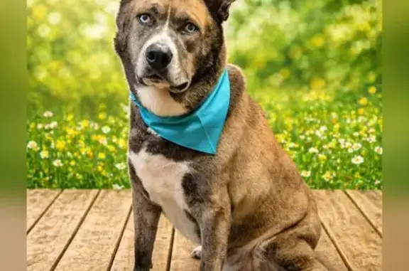 Lost dog, male, Loris — very large 140-lb dog who loves people - photo