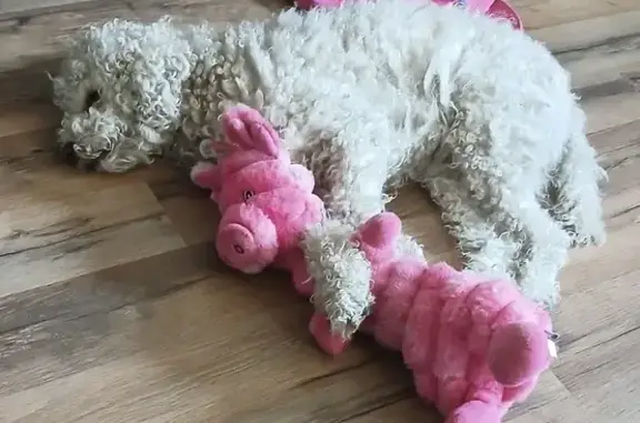 Lost dog, Sundance Drive, 163, Grand Junction — male miniature poodle with epilepsy - photo