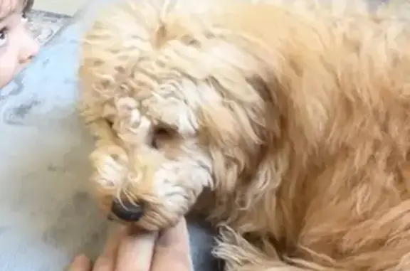 Lost male dog, Dryden Court, 9810, Las Vegas - photo