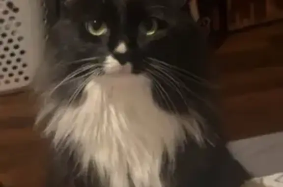 Lost cat, Sean Drive, 215, Carbondale — female, long-haired tuxedo - photo