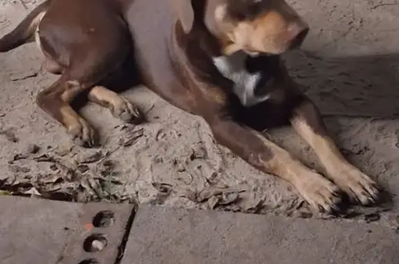 Lost dog, Stage Coach Road, 7484, Camilla, Columbia — male dog named Batman - photo