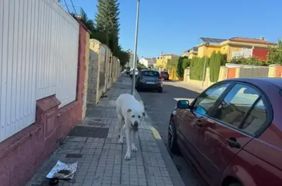 Animales encontrados Mairena del Aljarafe, foto: Encontrado perro, Calle Pablo Iglesias, 7, Palomares del Río, Mairena del Aljarafe — mastín grande blanco