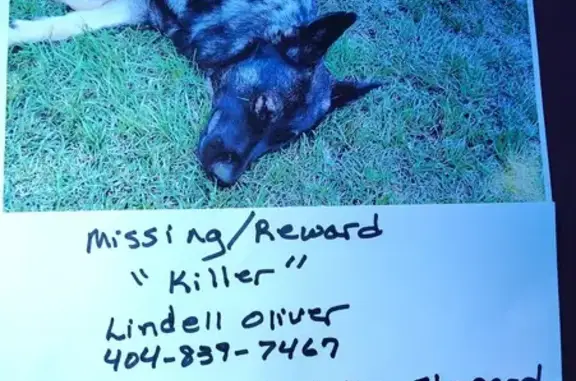 Lost male dog, Minter Road, 1318, Griffin — black and tan German Shepherd - photo