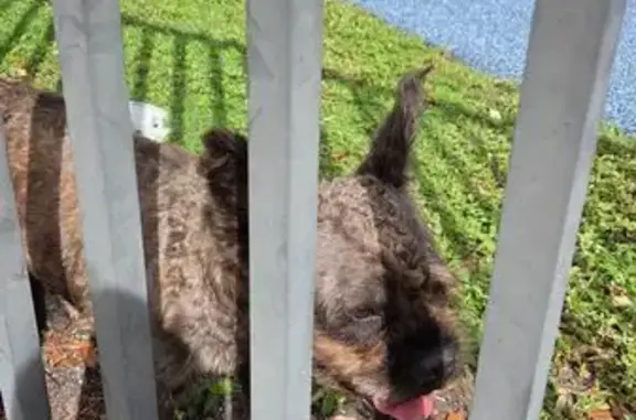 Found dog, Northwest 22nd Aven...