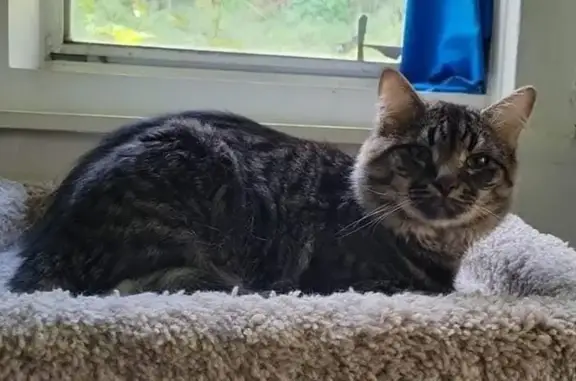 Lost cat, East Longview Drive, Woodbridge, Springfield — timid neutered male with cerebellar hypoplasia - photo