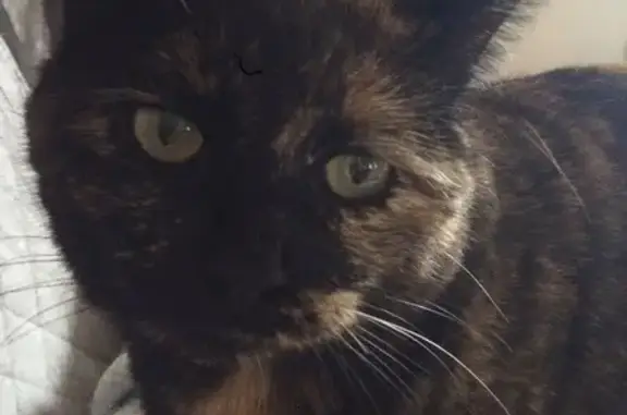 Lost female cat, Salem Avenue, 1497, Hagerstown — tortoiseshell, 12 years old - photo