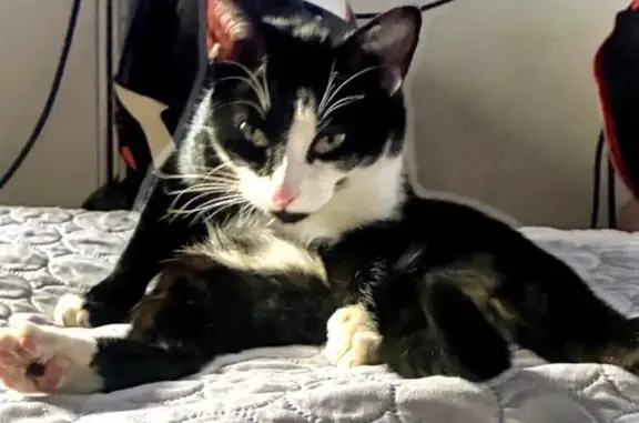 Gato perdido, macho, Calle 47, Ciudad de México, Iztapalapa — responde al nombre de Vico - photo