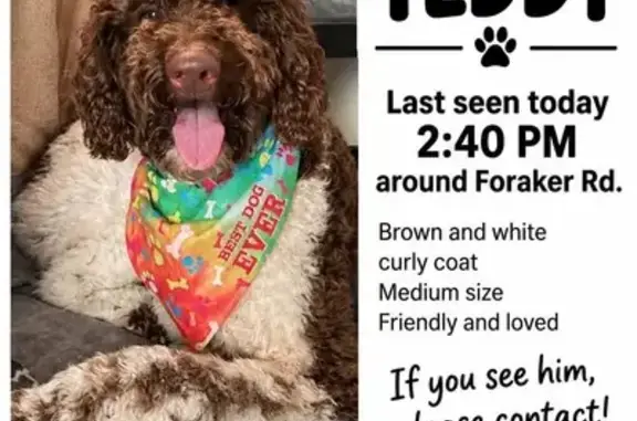 Lost male dog, Fouraker Road, Jacksonville, Orlando — brown and white with brown spots on legs - photo