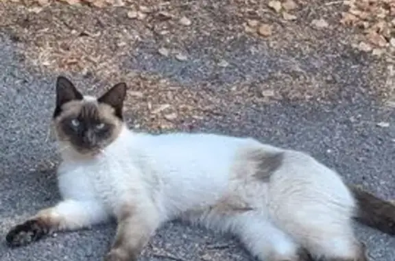 Lost cat, Gorse Lane, Hamworthy — female Ragdoll - photo