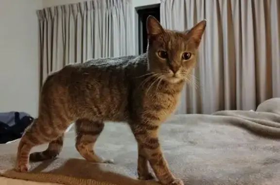 Found cat, Kathu, Northern Cap...
