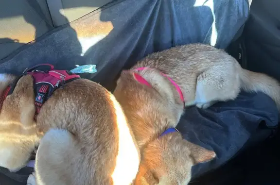 Lost female dog, Justin Court, 37026, Palmdale — blue eyes - photo
