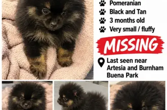 Lost female dog, Burnham Avenue, 5932, Buena Park — tiny black and tan Pomeranian puppy - photo