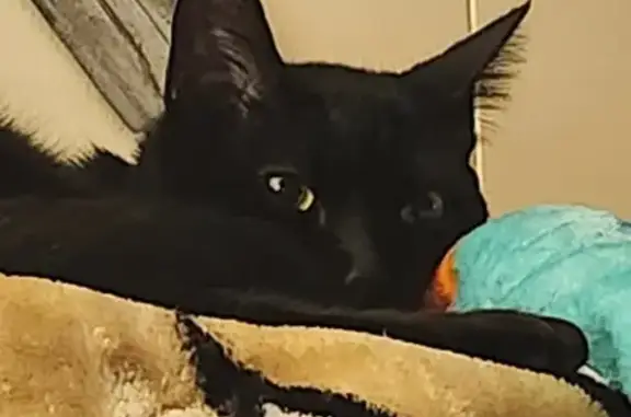 Missing cat Shreveport, photo: Lost cat, male, Fox Chase Trail, 6001, Shreveport — black with yellow eyes