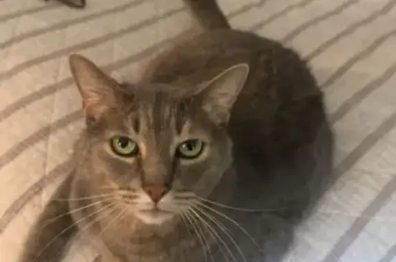 Lost cat, Dalewood Avenue, Maple Heights, Youngstown — male with bright green eyes - photo