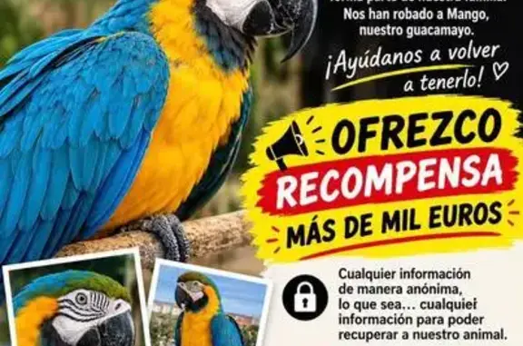 Ave perdida, La Murada, Orihuela — azul y amarilla y muy gritona - photo