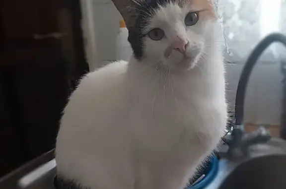 Lost female cat, Village Road, Midrand, Pretoria — calico with a dark banded tail - photo