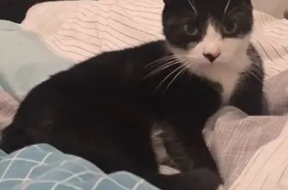 Lost cat, Parker Street, 9, Manchester — male - photo