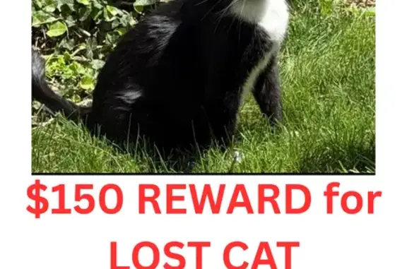 Lost male cat, East 3rd Street, 1018, Mishawaka, Monee — black-and-white tuxedo with white paws - photo