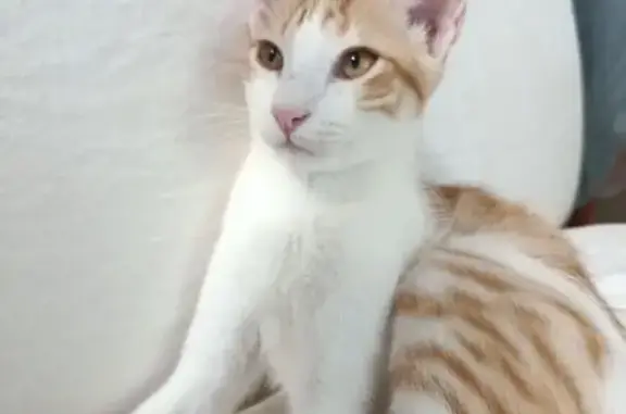 Gato perdido, Barri de la Llum, 15, València, Mislata — 6 meses - photo