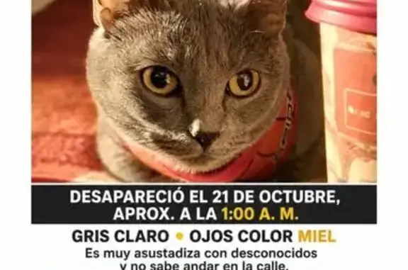 Gato perdido, Plan de San Luis, 61, Ciudad de México, Xochimilco — gris claro - photo