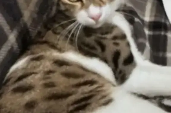 Lost cat, Folsom Boulevard, 12466, Folsom, Rancho Cordova — male with white markings - photo