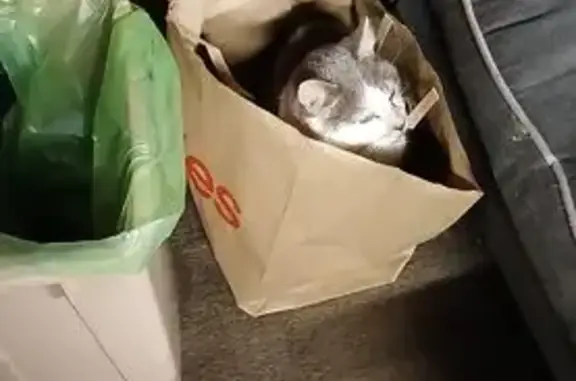 Lost pets Maribyrnong, photo: Lost male cat, Wright Street, 197, Melbourne, Maribyrnong — petite grey-and-white cat