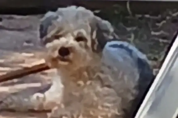 Lost dog, Roadway & Ave G, Texas 77659, USA, Sour Lake — female with white curly hair - photo