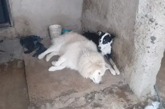 Perro perdido, Silao, Guanajuato — pecho y patas blancas - photo