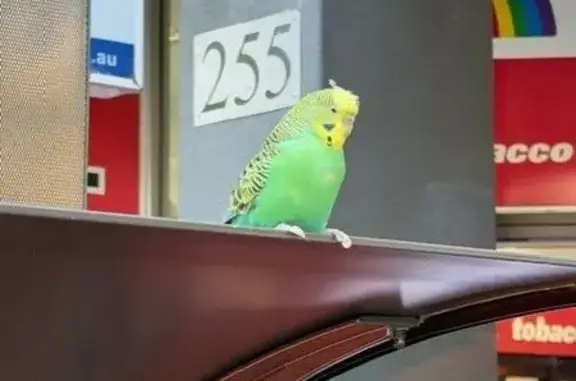 Found bird, Bourke Street, 570...