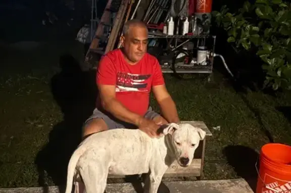 Found dog, Northwest 19th Aven...