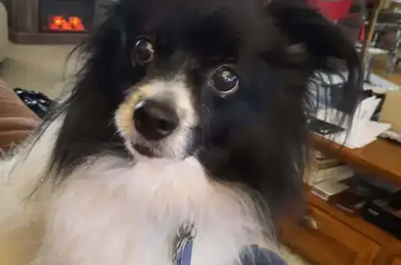 Lost dog, New Germany Trebein Road, 2863, Beavercreek — male, moves slowly and may be confused - photo