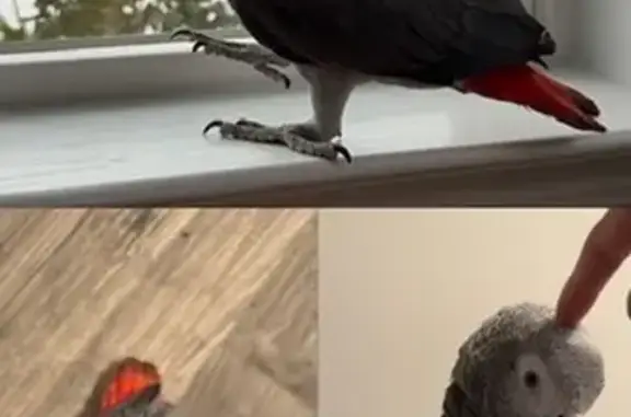 Lost bird, Blue Juniper Circle, 1208, Loganville — 1-year-old Congo African Grey parrot - photo