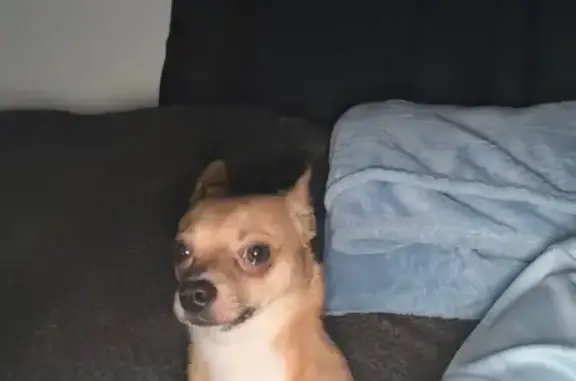 Lost dog, Oak Street, 202, Early — male, tan with white belly - photo