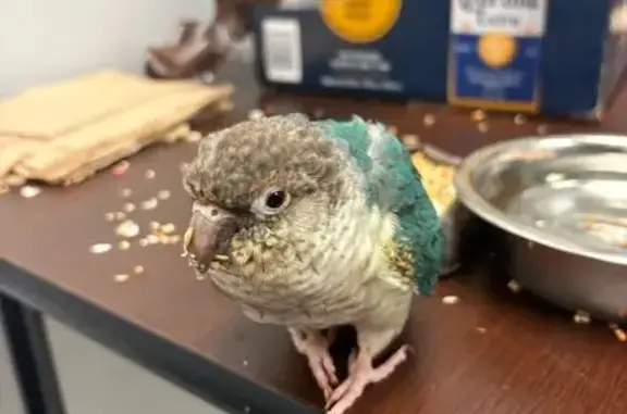 Found bird, Utica Avenue, 2343...