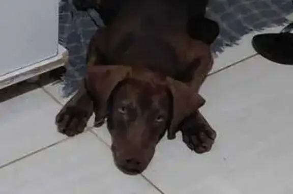 Cachorro perdido, Planaltina, Goiás — fêmea, 11 meses e olhos verdes - photo
