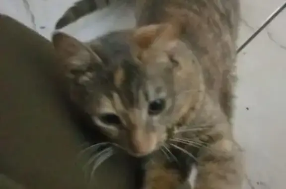 Gato perdido, Avenida Barão de Mauá, Mauá — manchinha clara no topo da cabeça - photo
