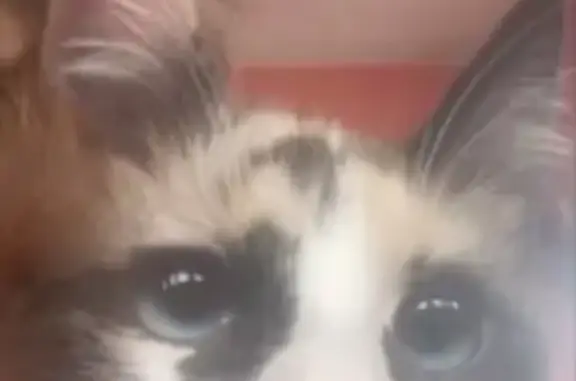Gato perdido, Avenida Vicente Guerrero, 1777, San Isidro — hembra esterilizada de ojos azules - photo