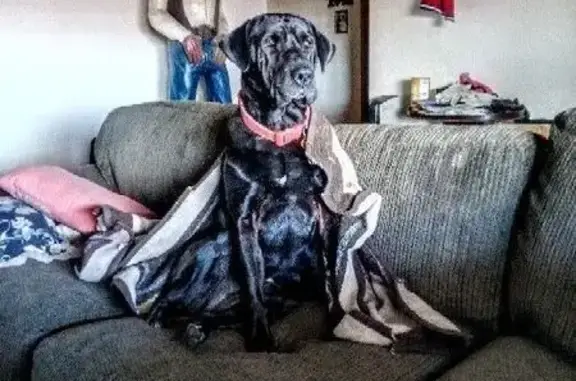 Lost dog, North Wadsworth Road, 3366, Willcox, Phoenix — female with a white chest - photo