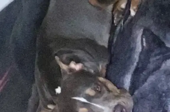 Missing dog Indio, photo: Lost Dog, Drawbridge Street, 81738, Indio — female with a white facial stripe