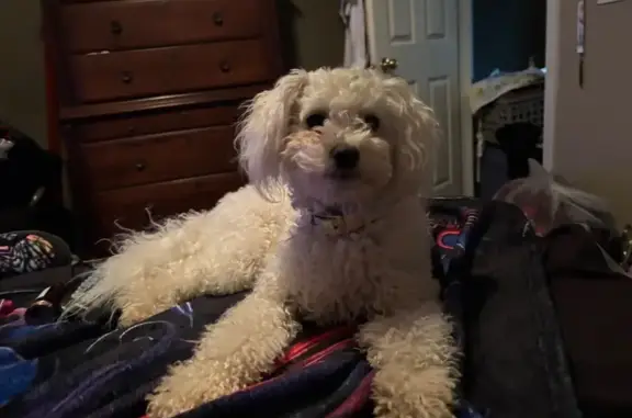 Lost dog, female, Oak Leaf Lane, 32, Valley Springs, Rocklin — white, 2-year-old poodle mix - photo