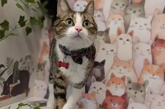 Missing cat Sydney, photo: Lost male cat, Wisbeach Street, 18, Inner West Council, Sydney — desexed and microchipped