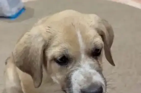 Búsqueda de mascotas, foto: Perro perdido (hembra), Cañada Real de las Merinas, Cobeja, Aranjuez — mastina canela y blanca